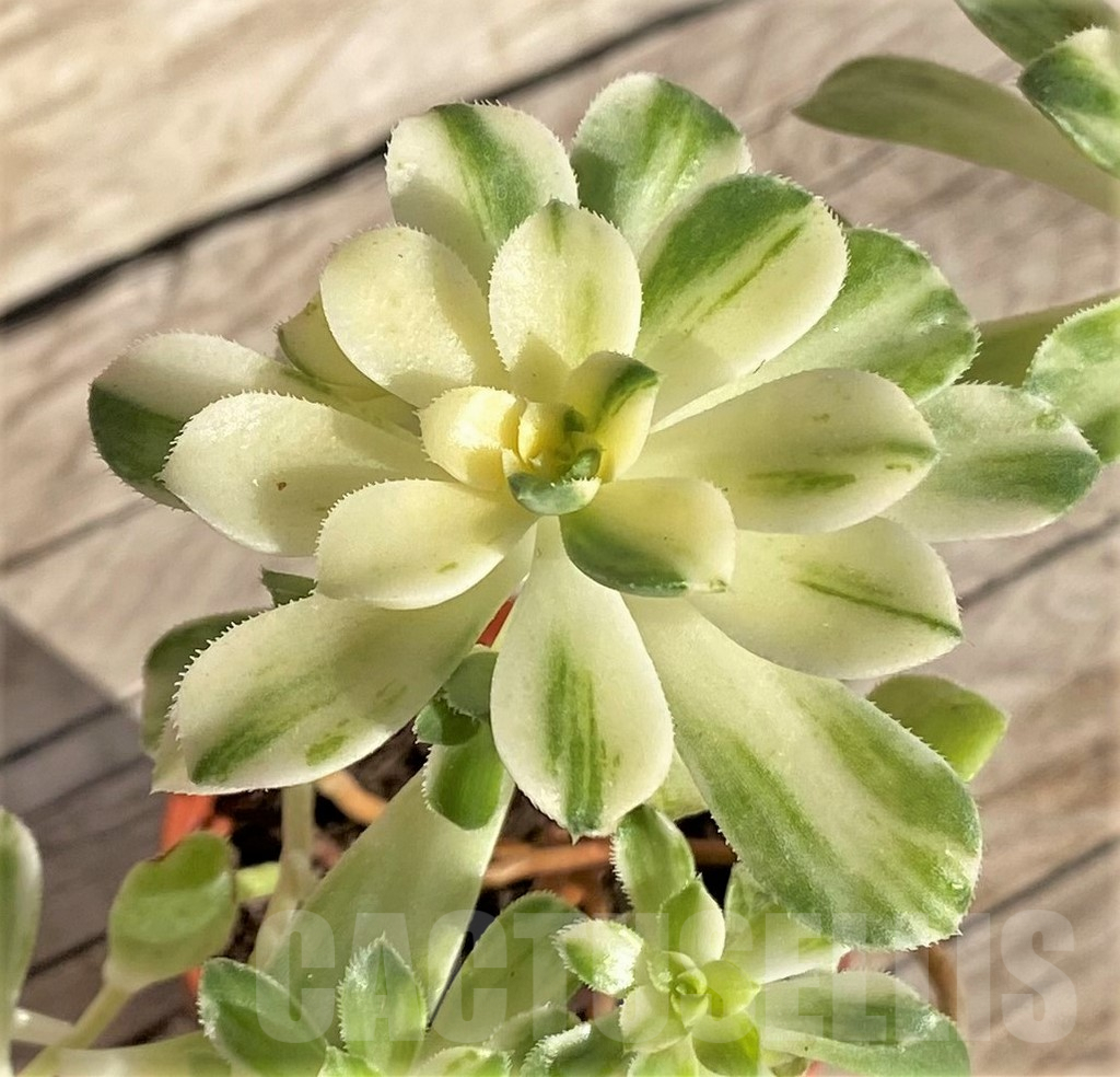 SHPR37190 Aeonium castello-paivae