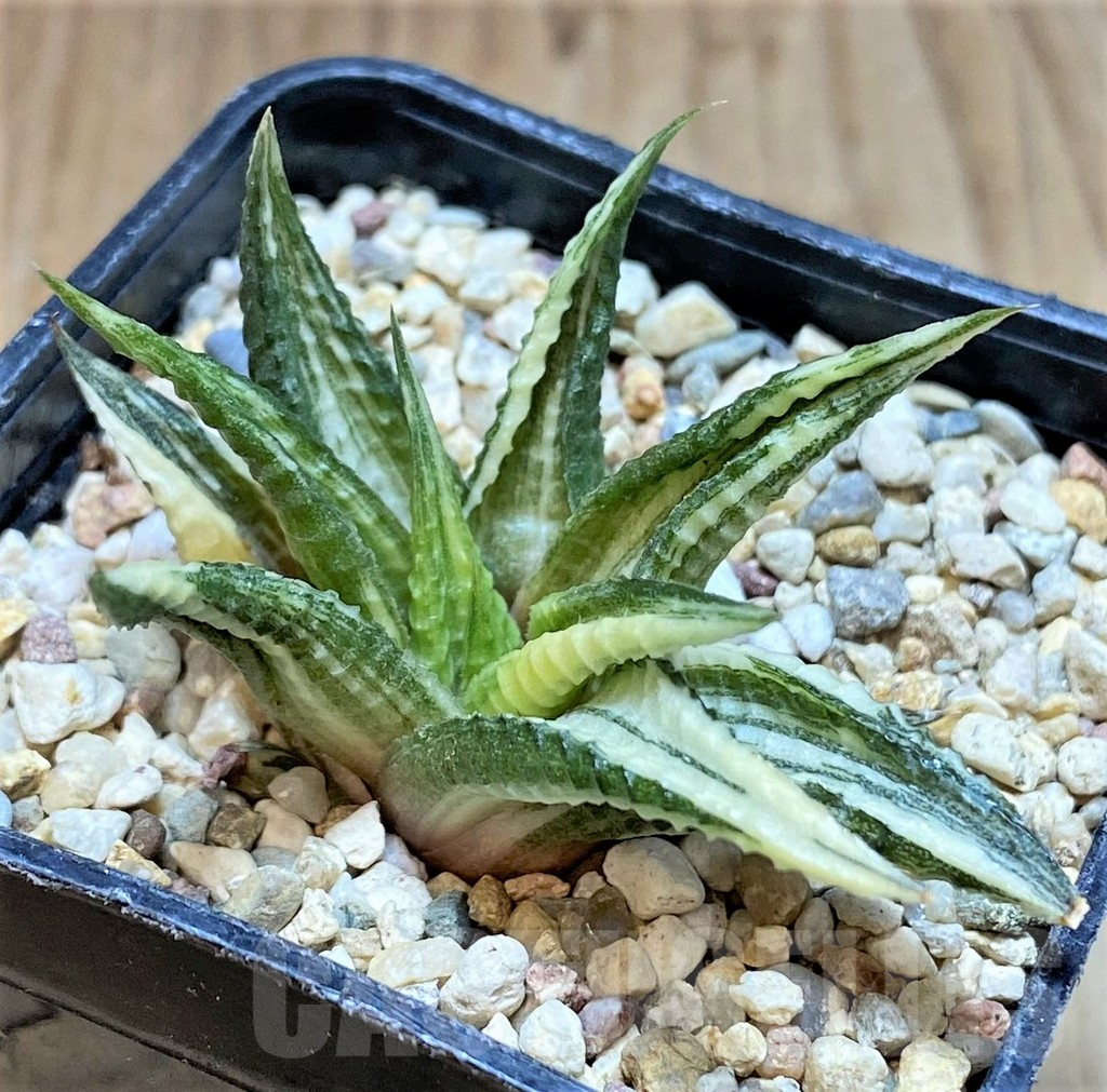 SHPR37228 Haworthia limifolia hybrid f. variegata - Image 2
