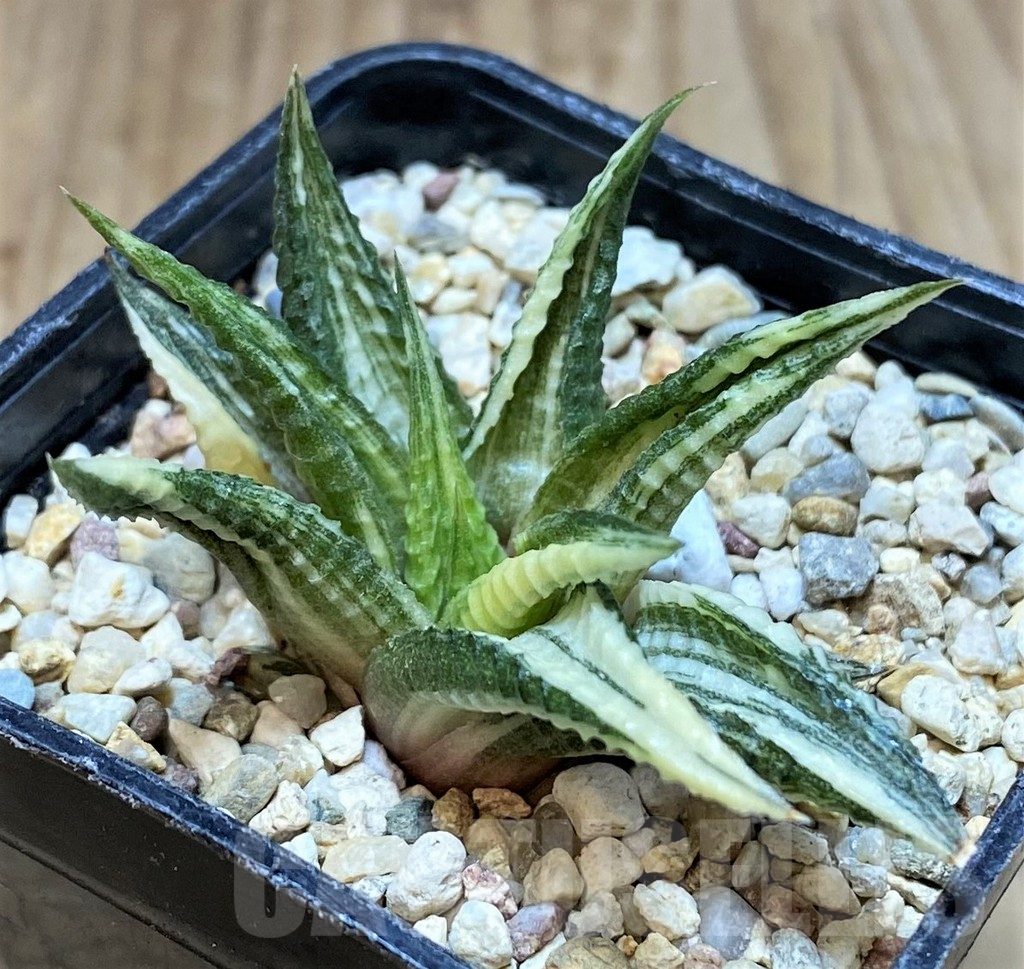 SHPR37228 Haworthia limifolia hybrid f. variegata - Image 3
