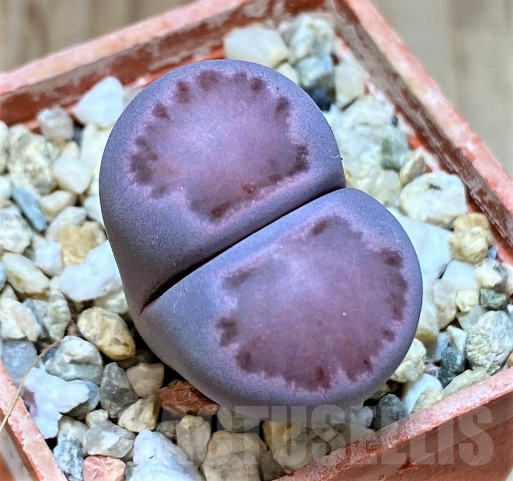 SHPR37229 Lithops salicola ‘Sato’s Violet’ hybrid
