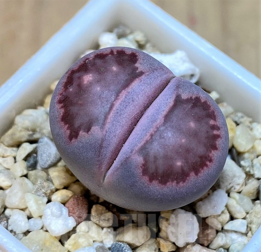 SHPR37230 Lithops salicola ‘Sato’s Violet’ hybrid