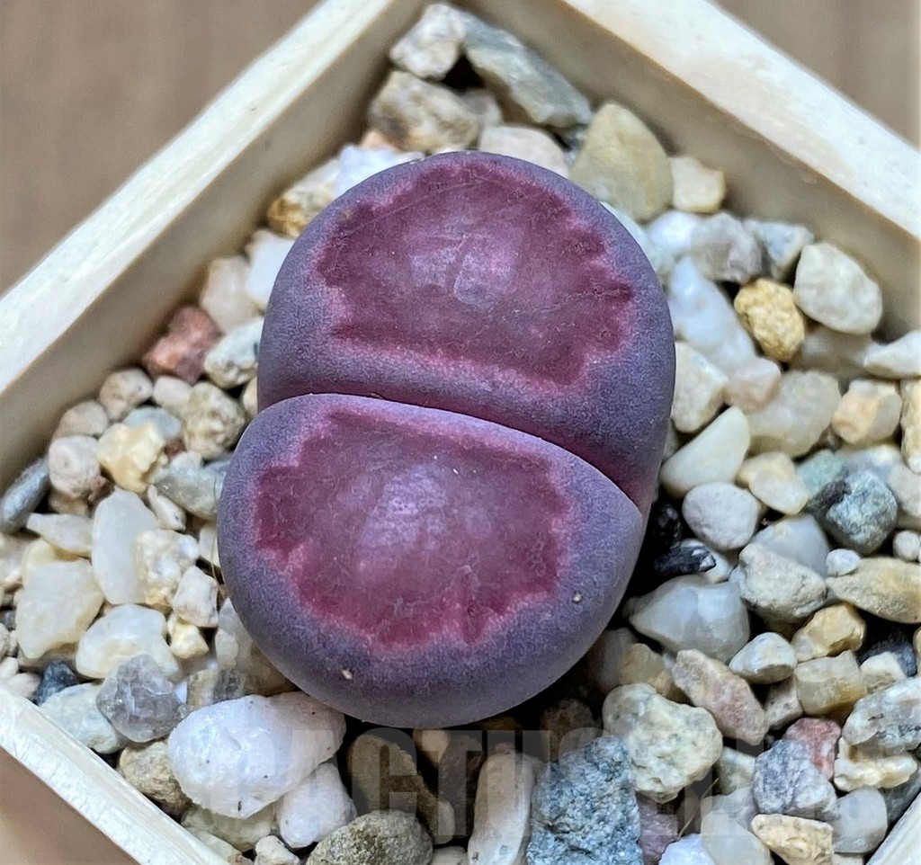 SHPR37231 Lithops salicola ‘Sato’s Violet’ hybrid