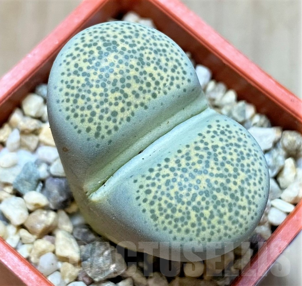 SHPR37232 Lithops terricolor C346 -30 km WNW of Prince Albert Road-
