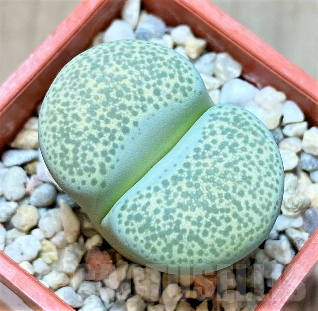 SHPR37233 Lithops terricolor C346 -30 km WNW of Prince Albert Road-