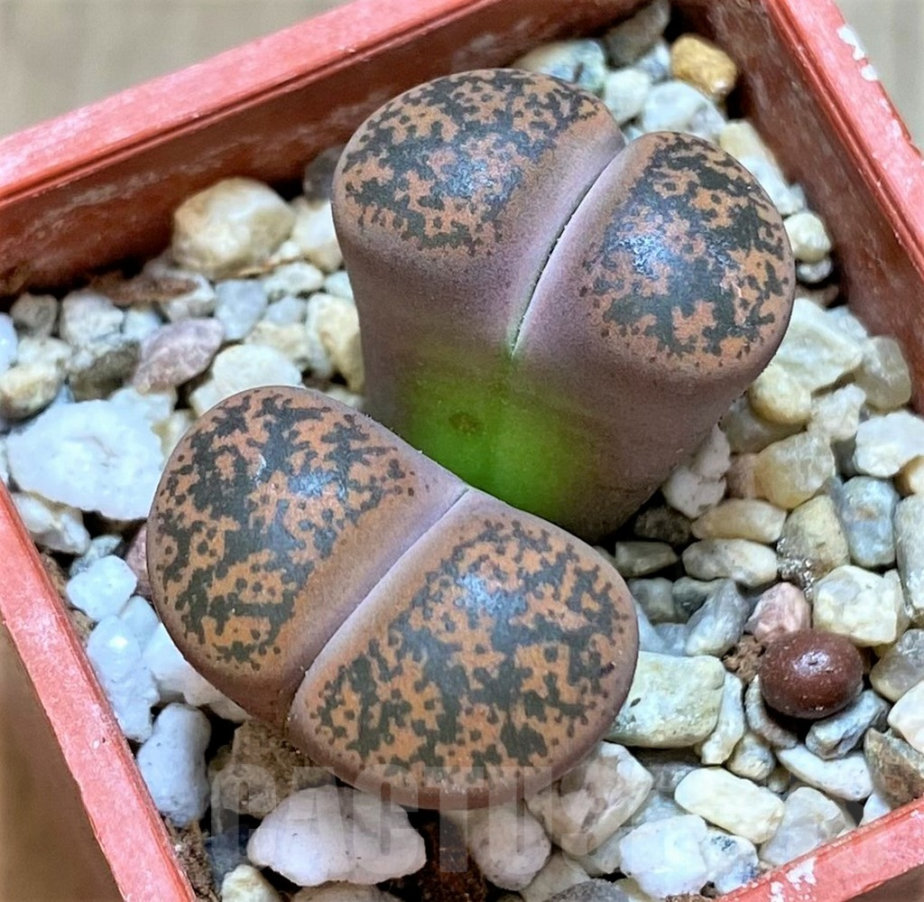 SHPR37235 Lithops lesliei v. minor