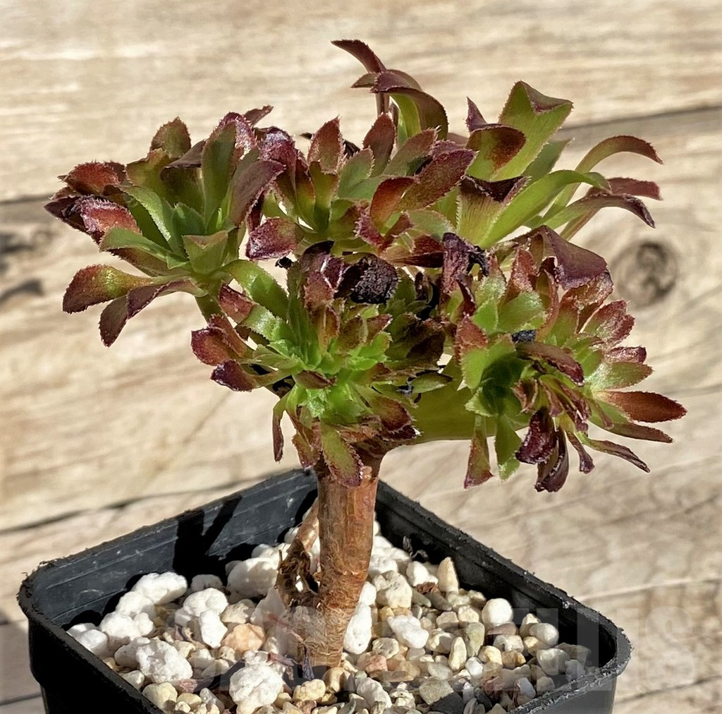 SHPR37191 Aeonium sp.