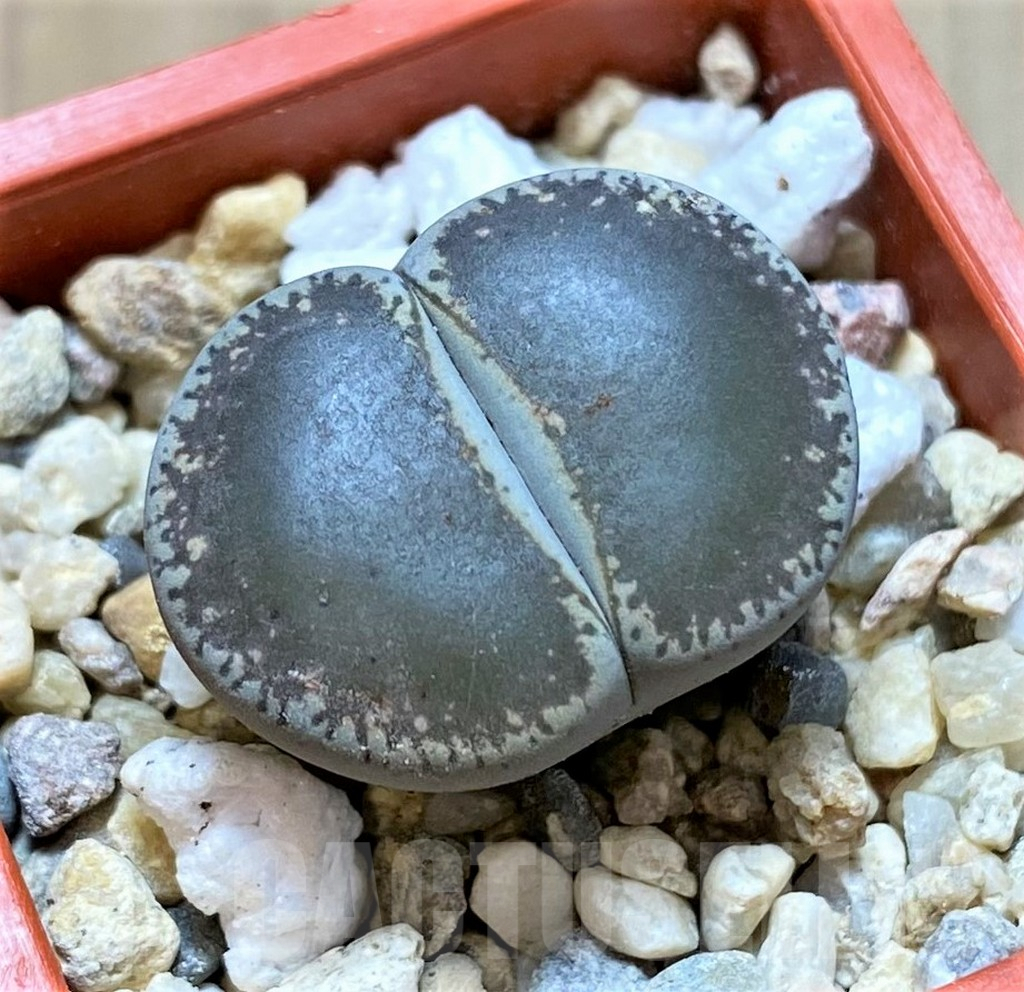 SHPR37237 Lithops lesliei v. maraisii