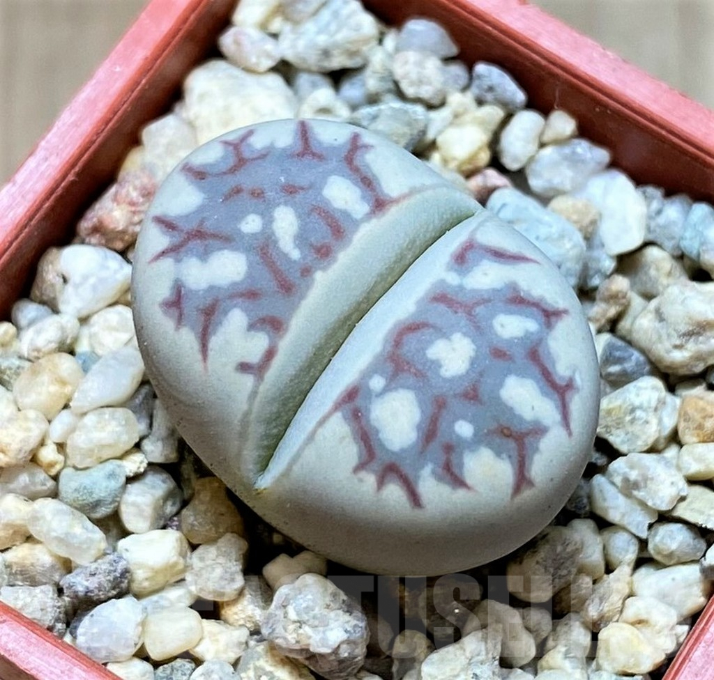 SHPR37239 Lithops dorotheae