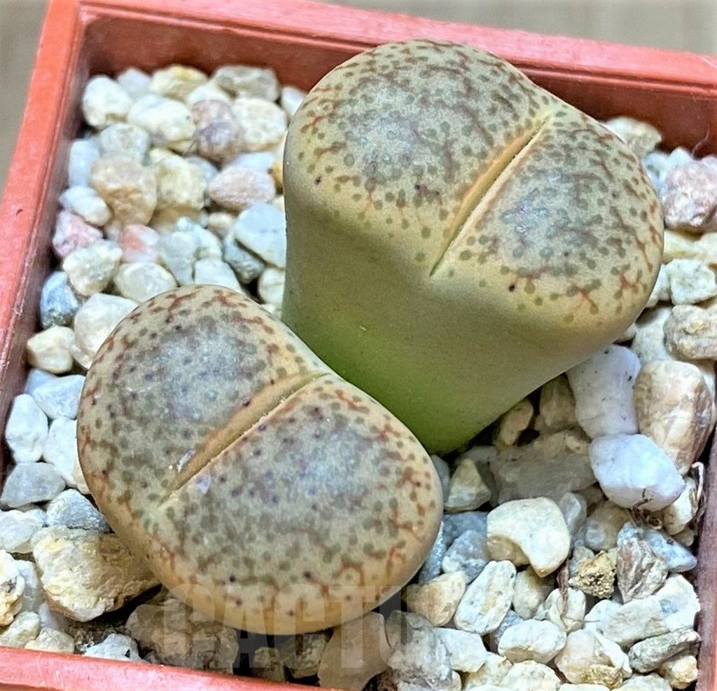 SHPR37241 Lithops pseudotruncatella v. alpina