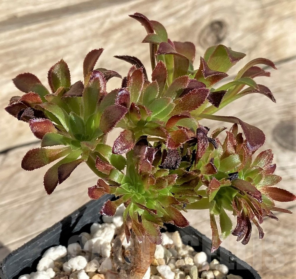 SHPR37191 Aeonium sp. - Image 3