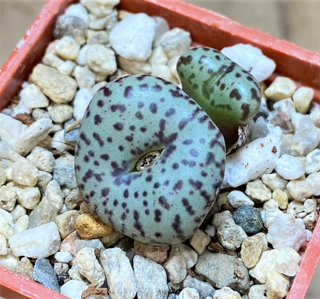SHPR37242 Conophytum obcordellum, seedling