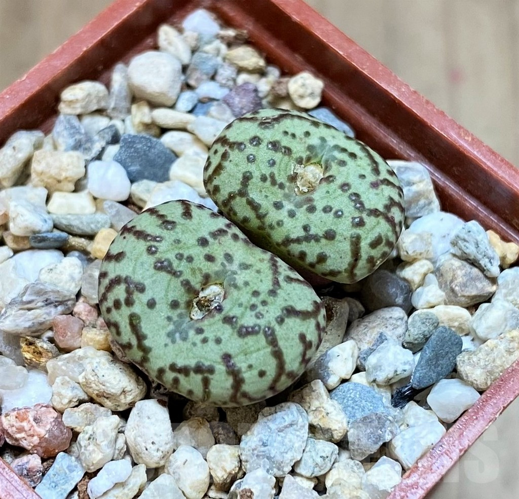 SHPR37243 Conophytum obcordellum, seedling