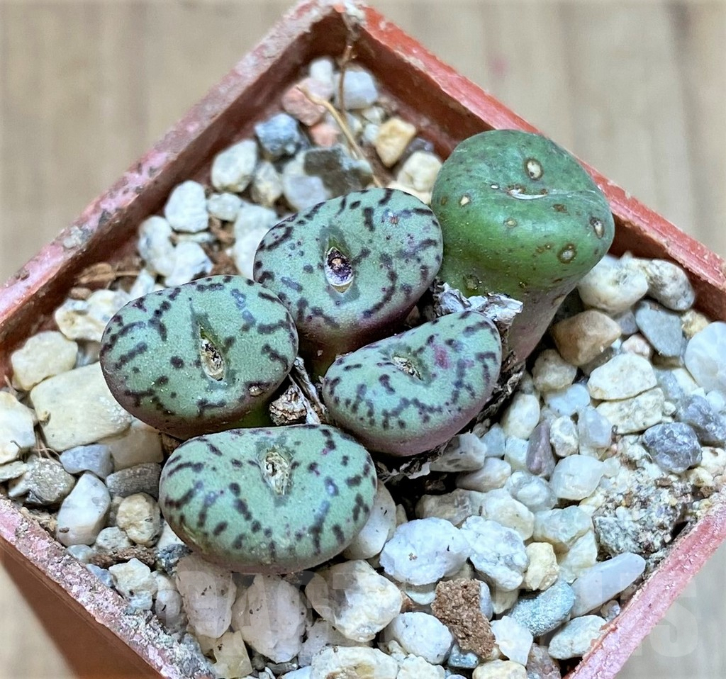 SHPR37245 Conophytum obcordellum, seedling