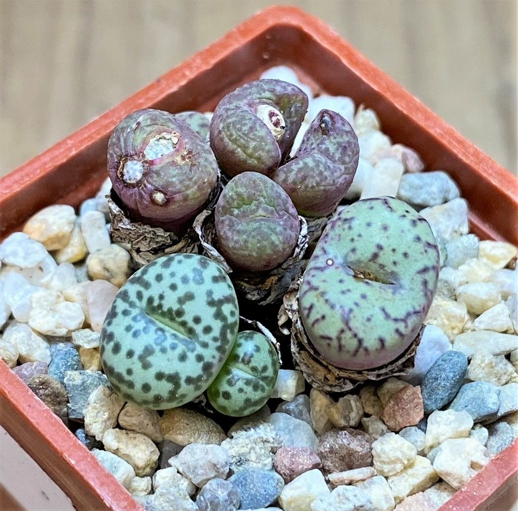 SHPR37246 Conophytum obcordellum, seedling