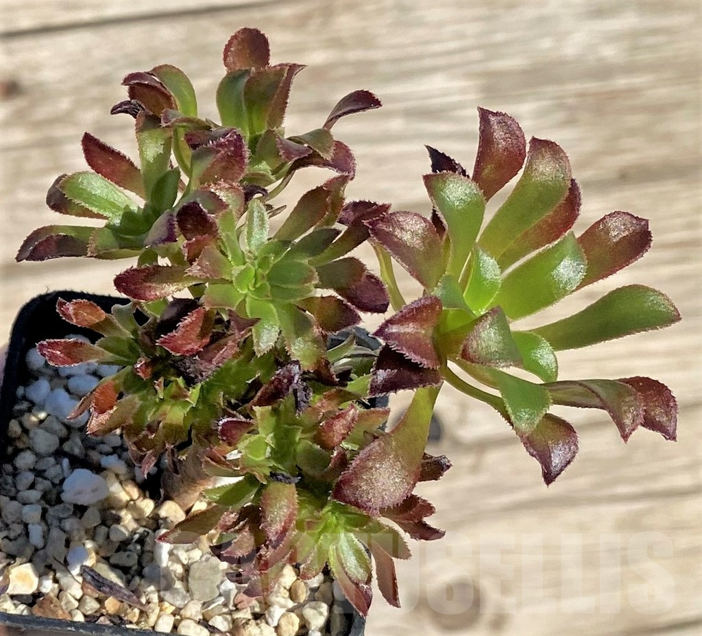 SHPR37191 Aeonium sp. - Image 2