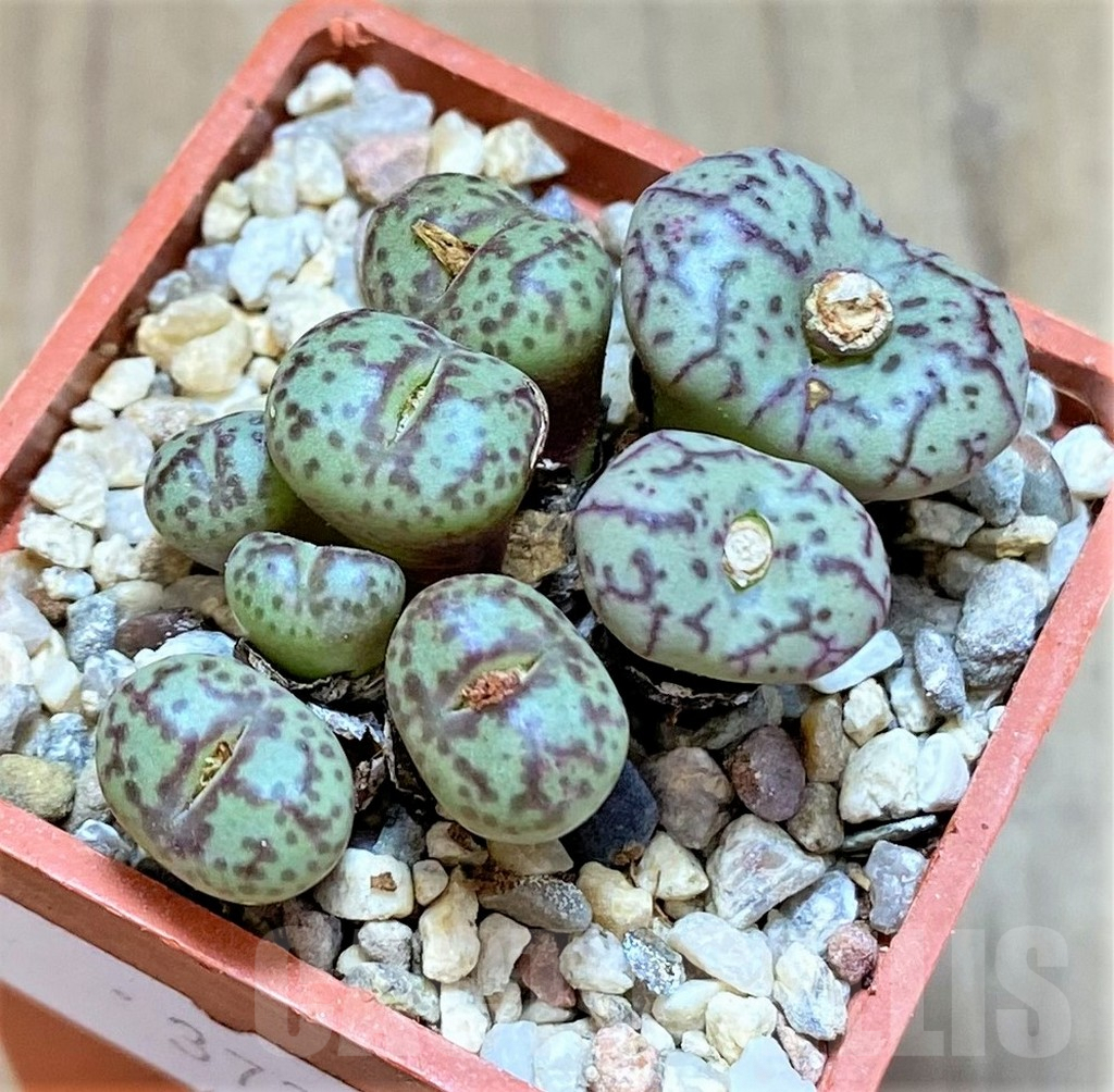 SHPR37248 Conophytum obcordellum, seedling