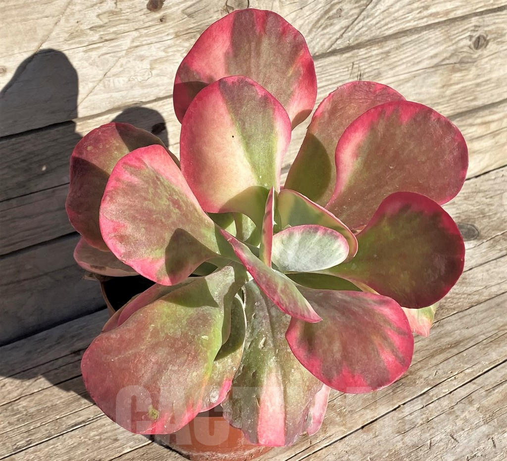 SHPR37187 Kalanchoe thyrsiflora f. variegata