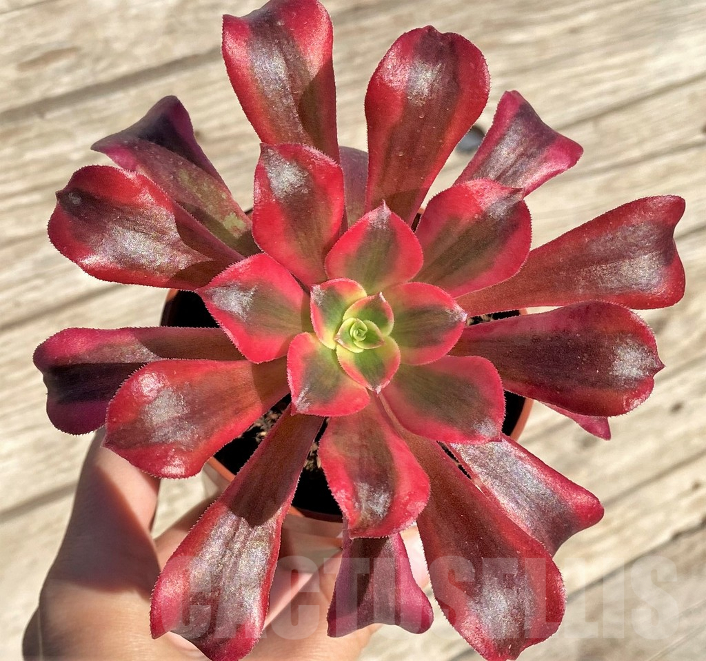 SHPR37193 Aeonium 'Pink Witch' / 'Red Witch'