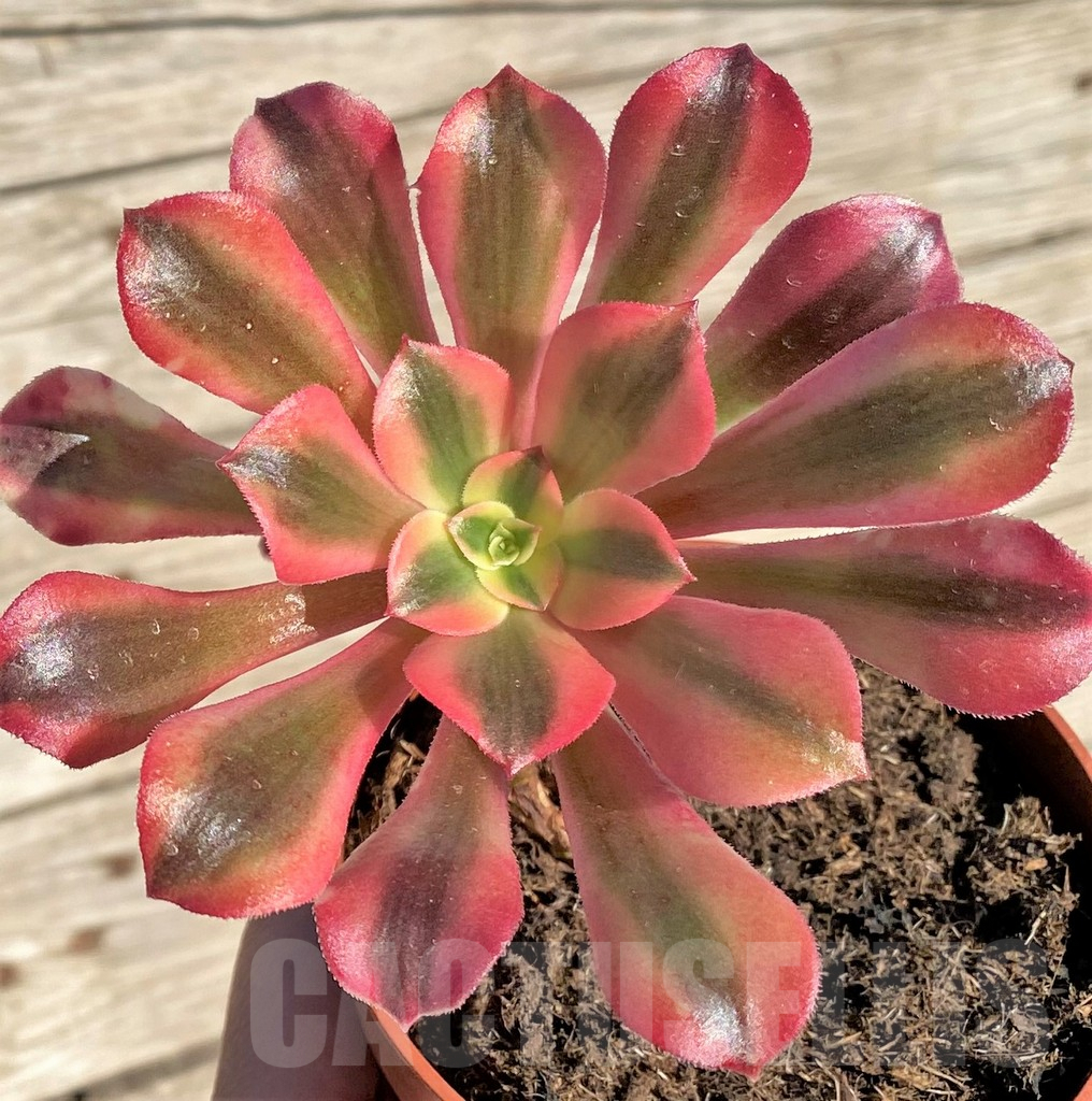 SHPR37194 Aeonium 'Pink Witch' / 'Red Witch'