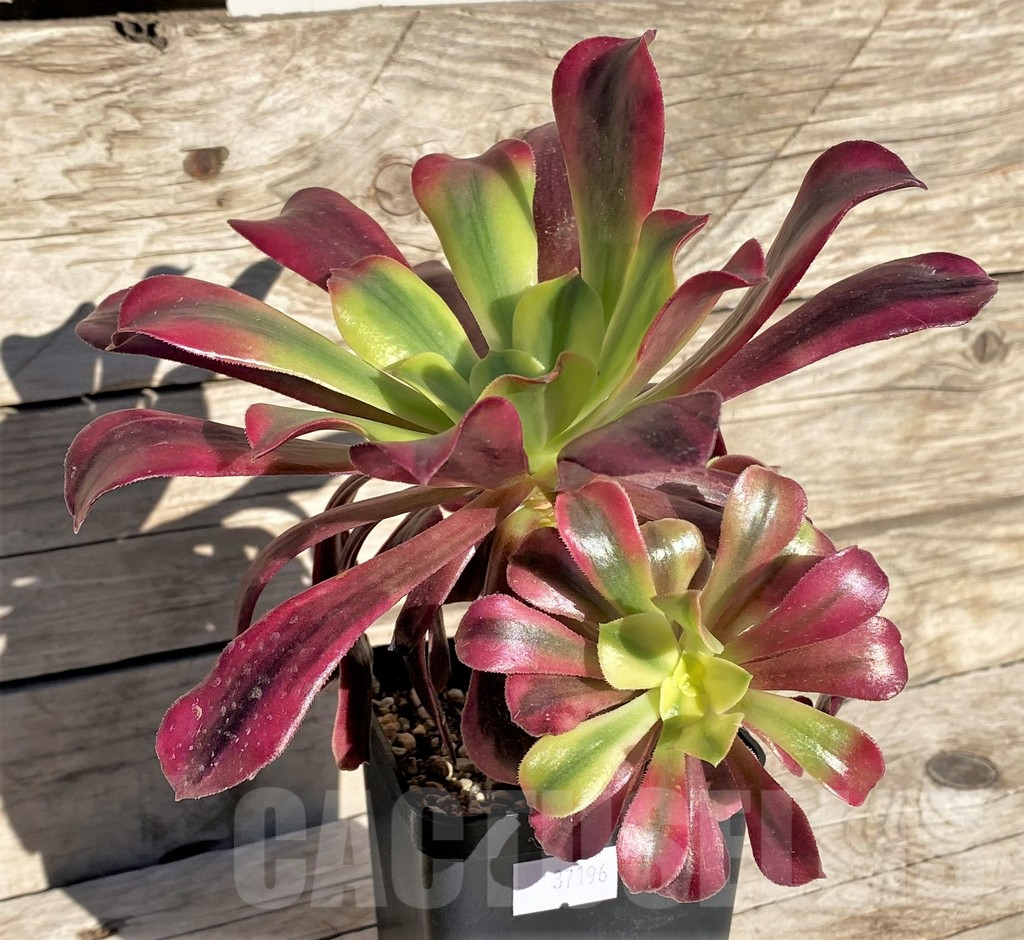 SHPR37196 Aeonium 'Pink Witch' / 'Red Witch' - Image 2