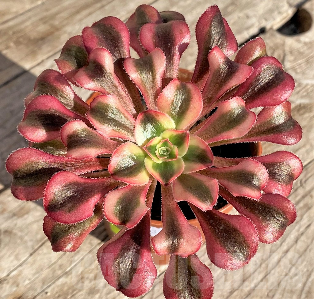 SHPR37197 Aeonium 'Mardi Gras'