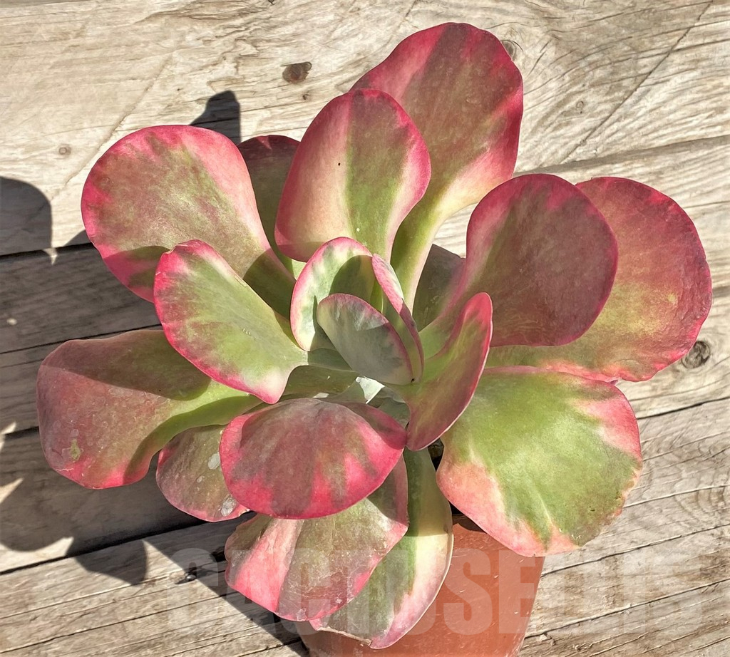 SHPR37187 Kalanchoe thyrsiflora f. variegata - Imagen 2