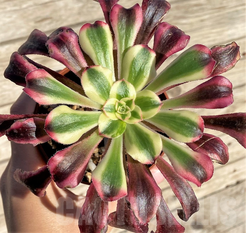 SHPR37199 Aeonium 'Mardi Gras'