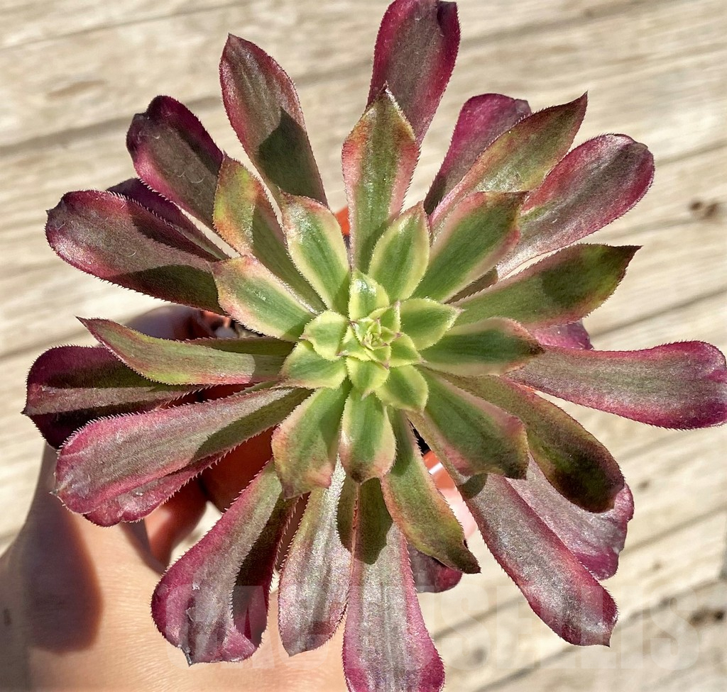 SHPR37200 Aeonium 'Mardi Gras'