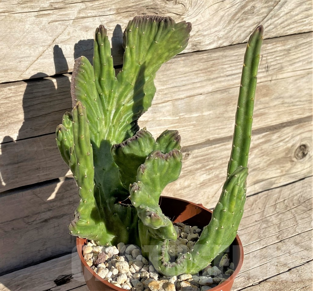 SHPR37202 Stapelia leendertziae f. cristata - Obrázek 2