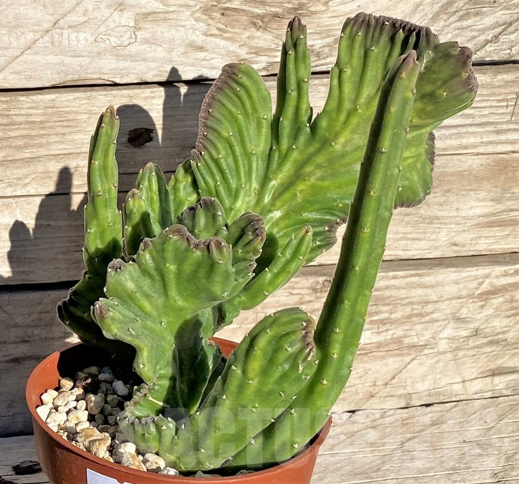 SHPR37202 Stapelia leendertziae f. cristata