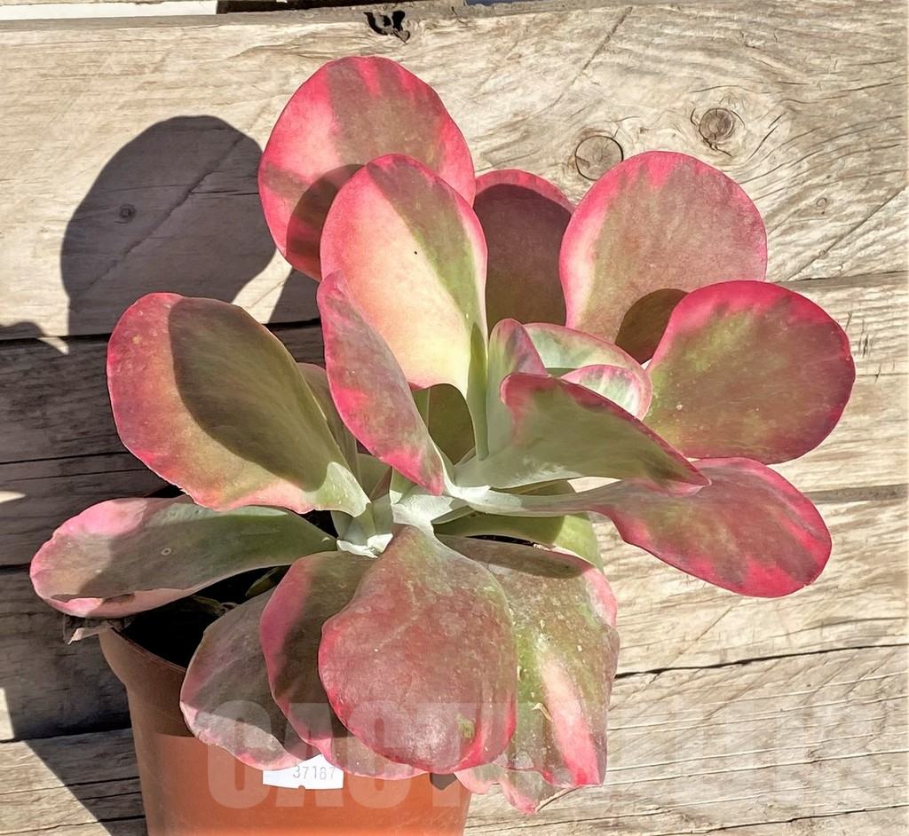 SHPR37187 Kalanchoe thyrsiflora f. variegata - Imagen 3