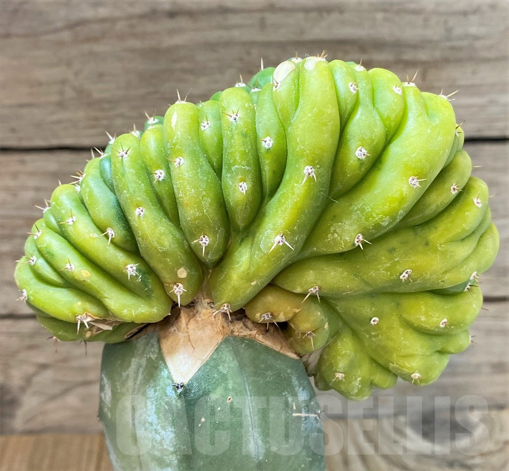 SHPR37203 Trichocereus pachanoi cristata f. variegata, grafted - immagine 4
