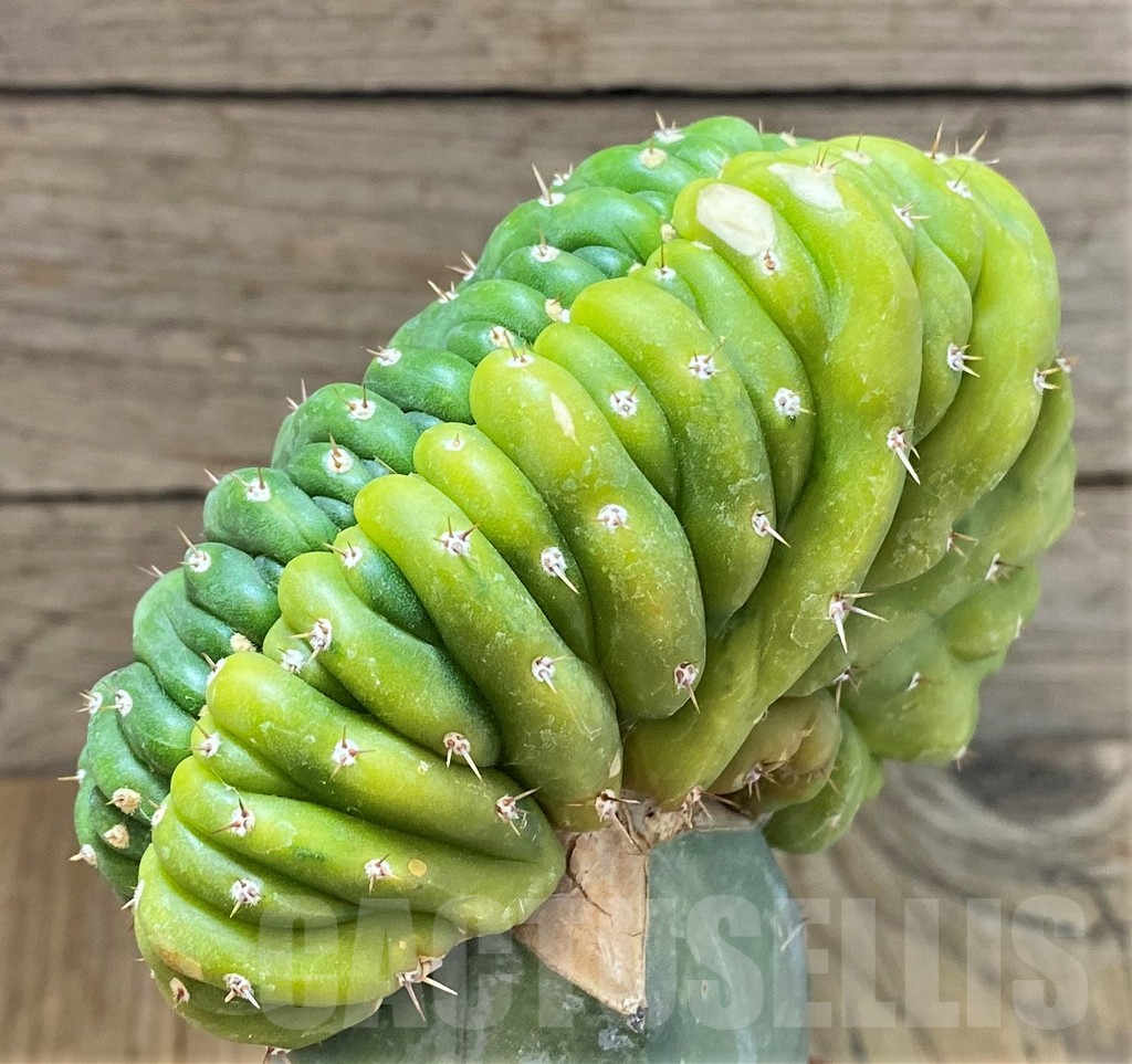 SHPR37203 Trichocereus pachanoi cristata f. variegata, grafted - immagine 3