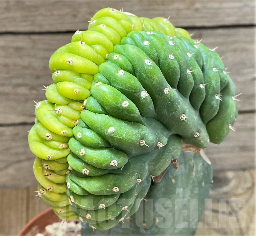 SHPR37203 Trichocereus pachanoi cristata f. variegata, grafted