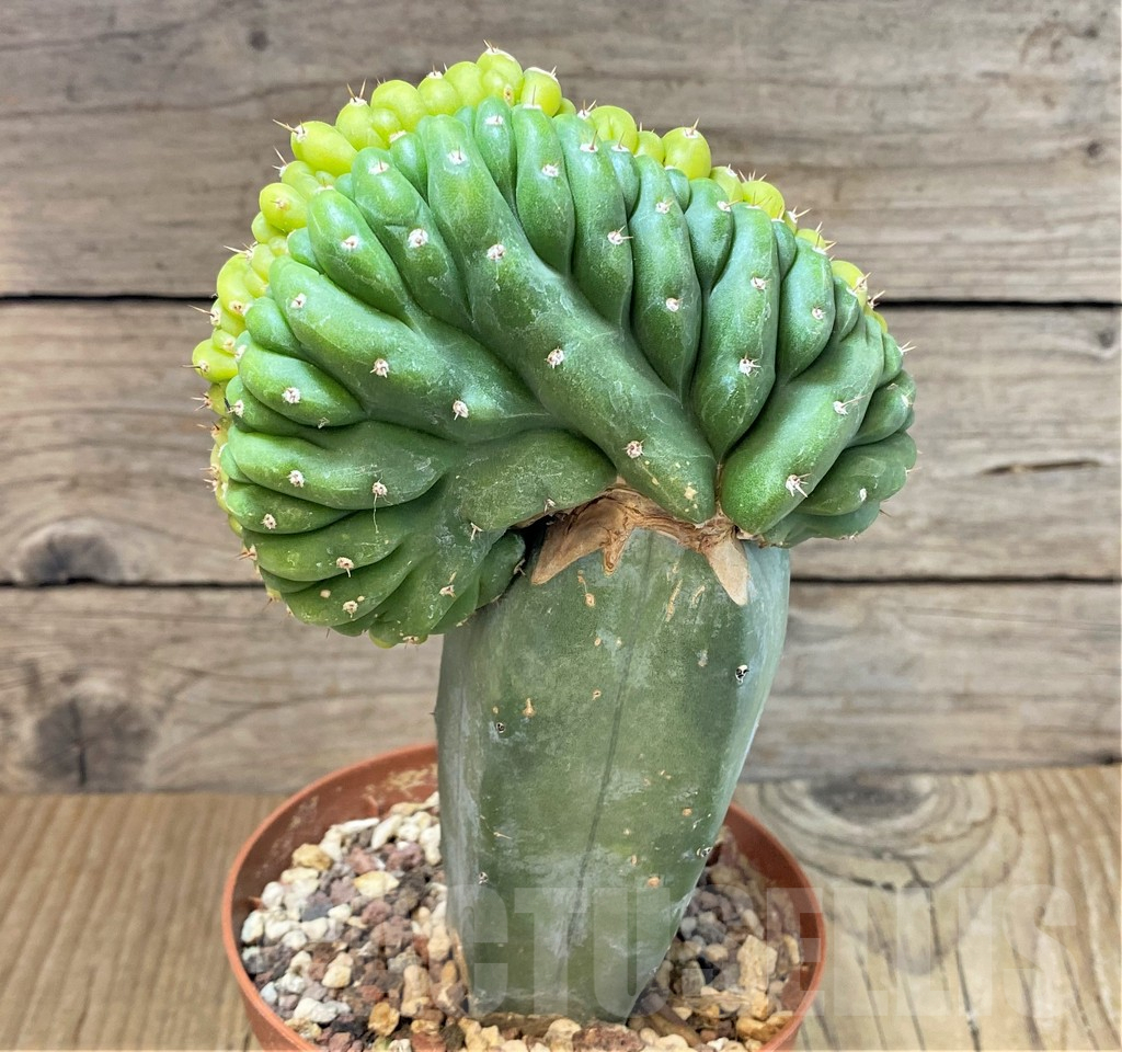 SHPR37203 Trichocereus pachanoi cristata f. variegata, grafted - immagine 2