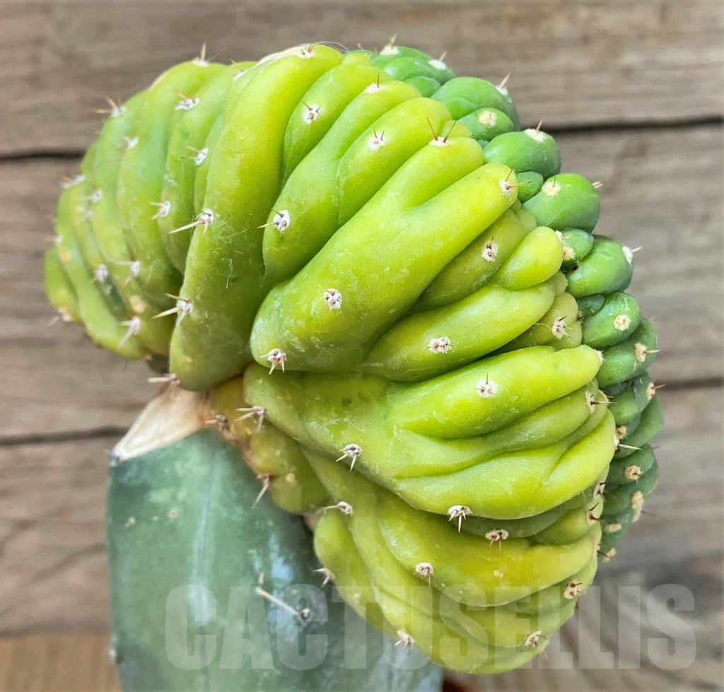 SHPR37203 Trichocereus pachanoi cristata f. variegata, grafted - immagine 5