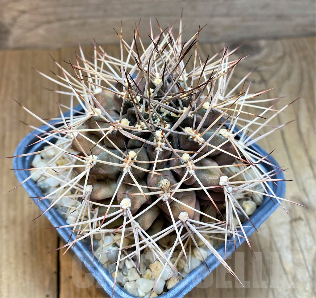 SHPR37205 Gymnocalycium schickendantzii v. pungens, old 14 years