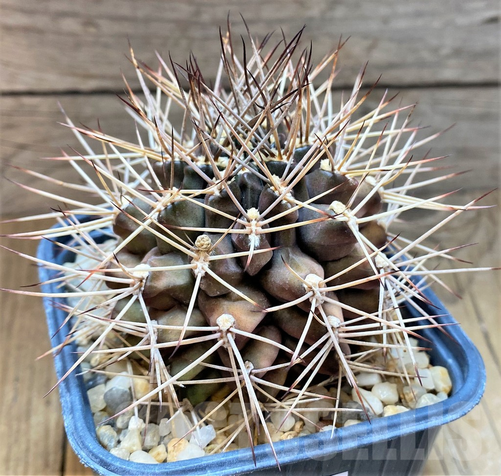 SHPR37205 Gymnocalycium schickendantzii v. pungens, old 14 years - immagine 2