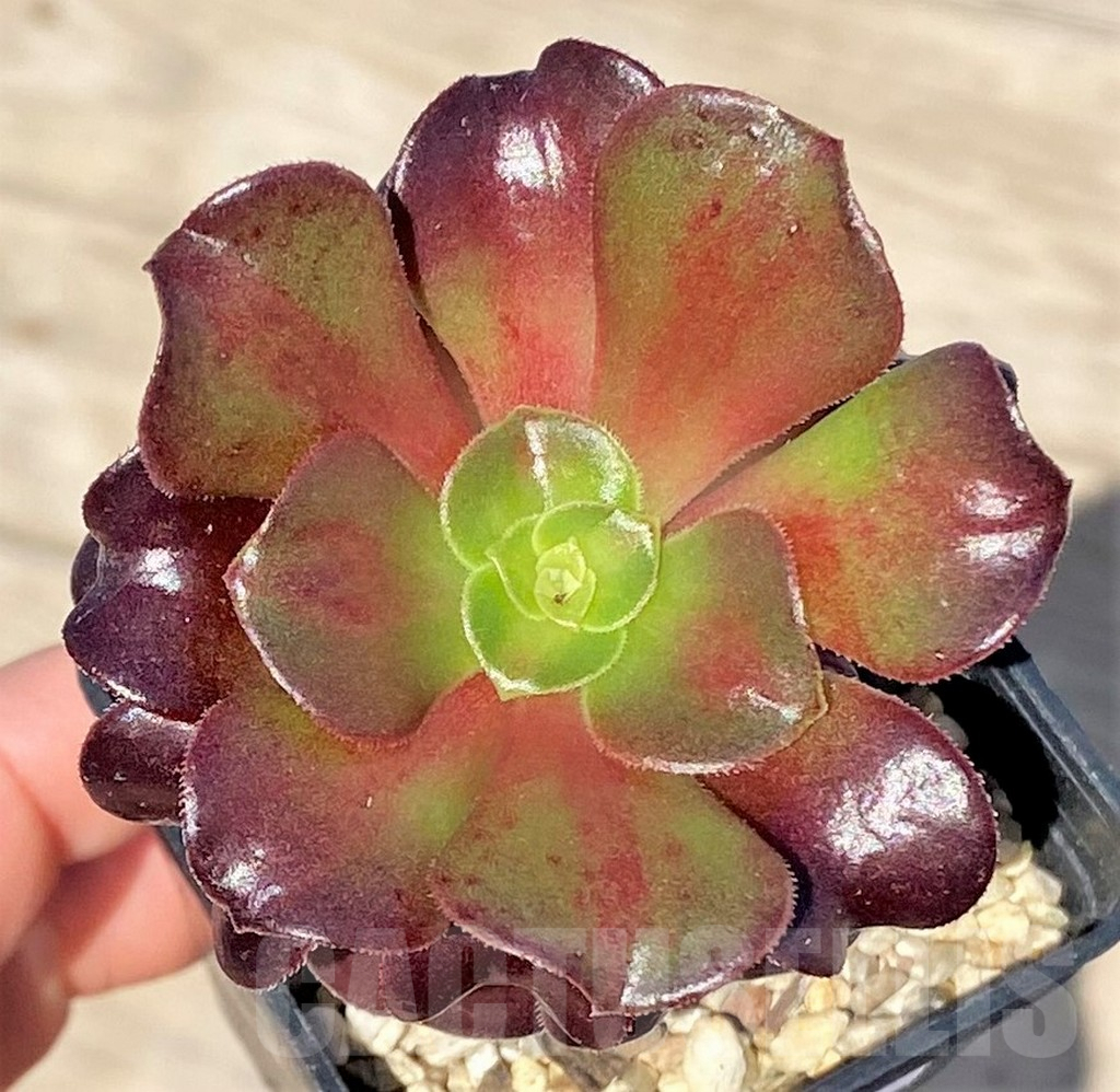 SHPR37188 Aeonium sp.