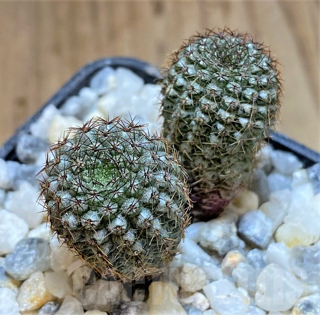 SHPR37212 Frailea chiquitana, 2 plants