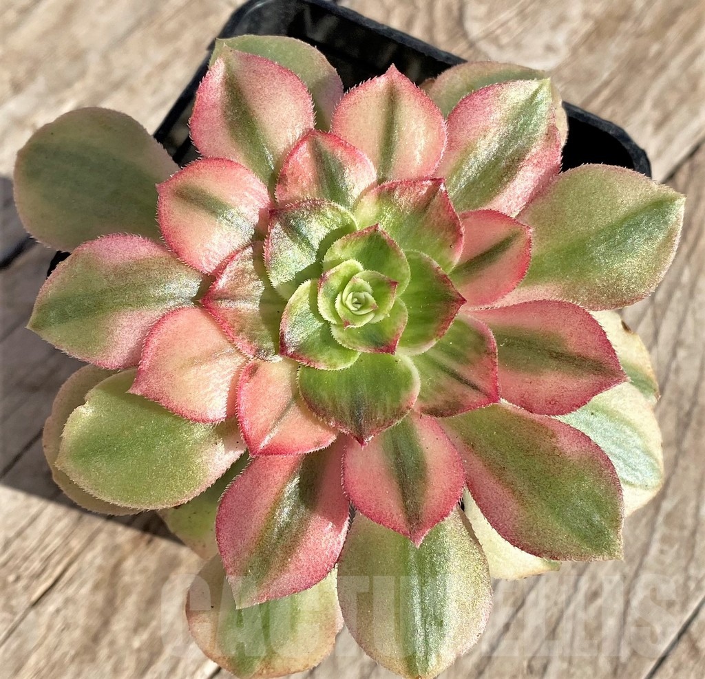 SHPR37189 Aeonium sp.