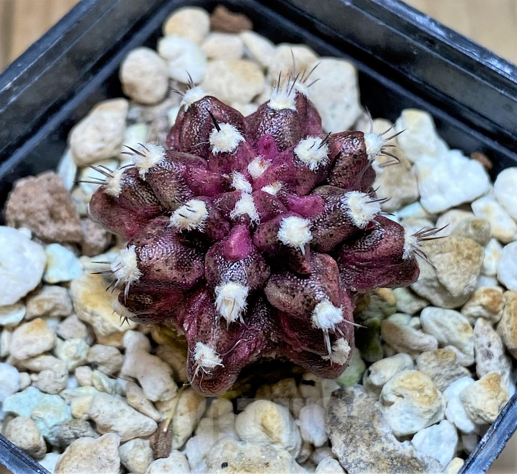 SHPR37214 Gymnocalycium mihanovichii T-rex - Image 2