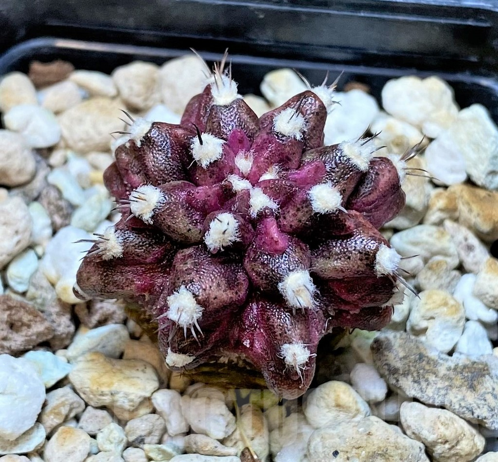 SHPR37214 Gymnocalycium mihanovichii T-rex