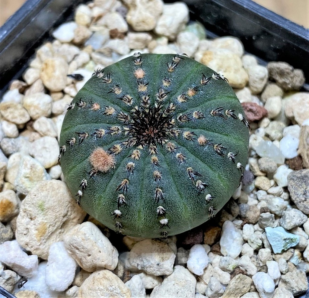 SHPR37215 Frailea asterioides