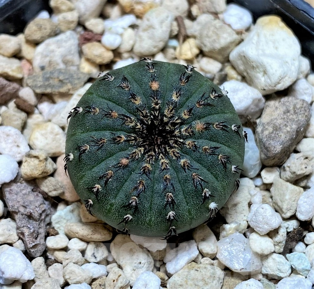 SHPR37216 Frailea asterioides