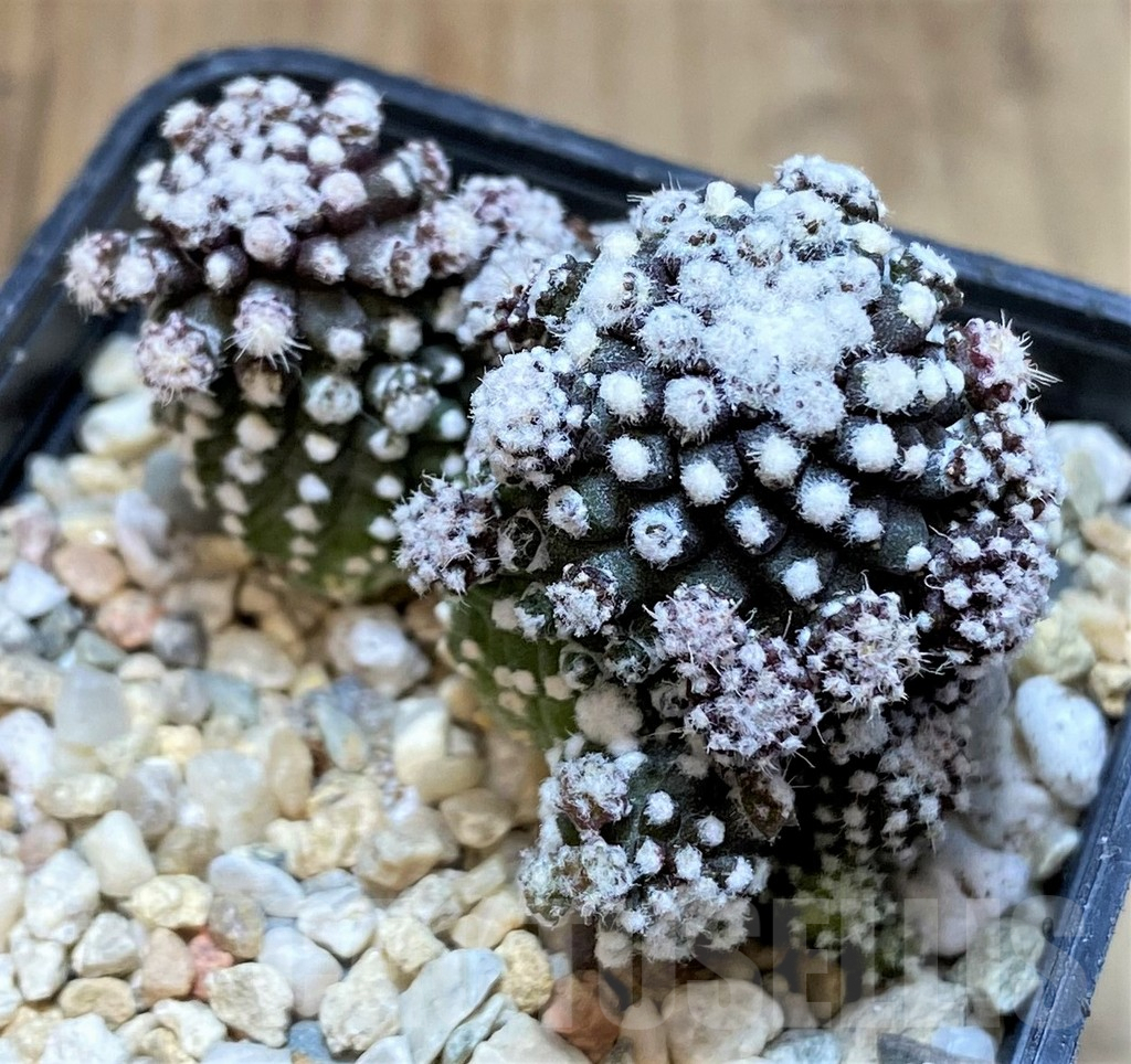 SHPR37217 Copiapoa tenuissima f. monstrosa - immagine 3