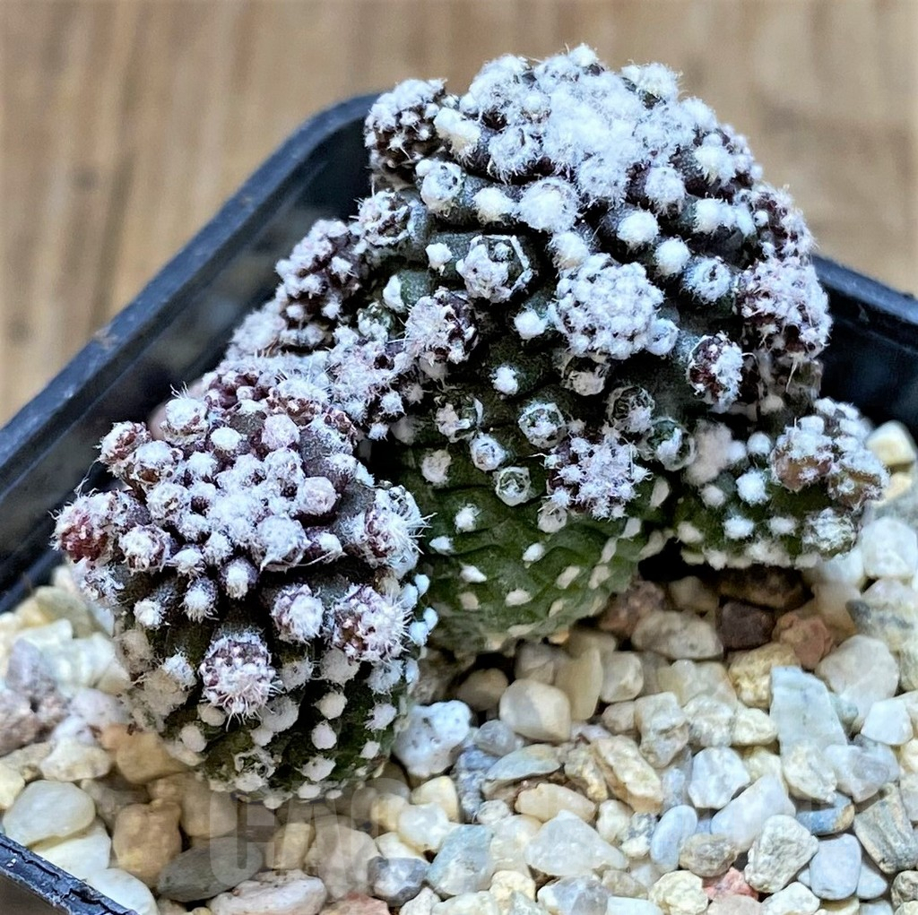 SHPR37217 Copiapoa tenuissima f. monstrosa - immagine 2