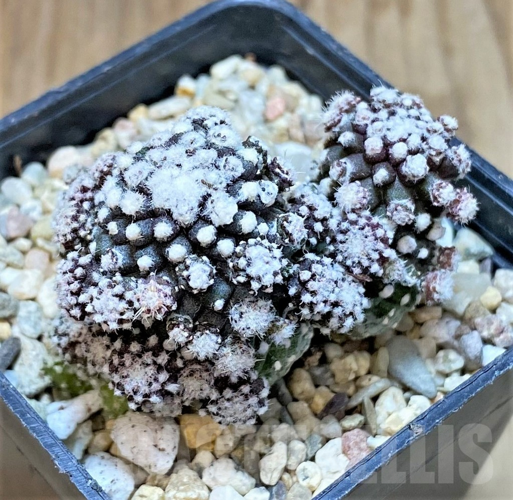 SHPR37217 Copiapoa tenuissima f. monstrosa