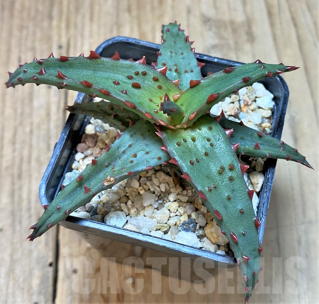 SHPR37310 Aloe castilloniae hybrid - Image 2