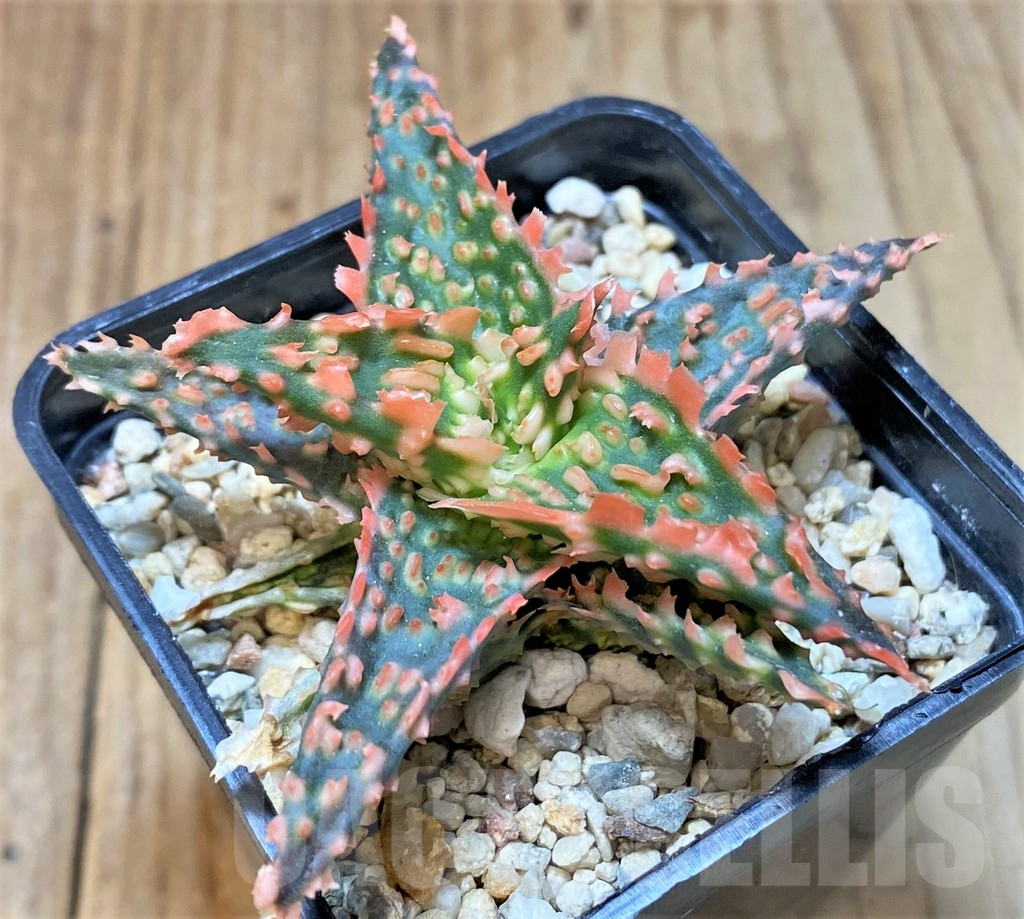 SHPR37340 Aloe TCT hybrid